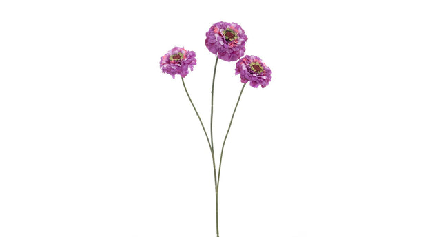 Zinnia elegans spray purple 60cm