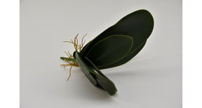 Small phalaenopsis leaves x7 29cm