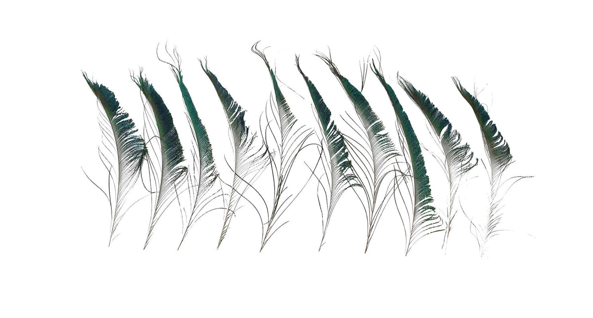 Peacock feather 25-30cm 10pc natural