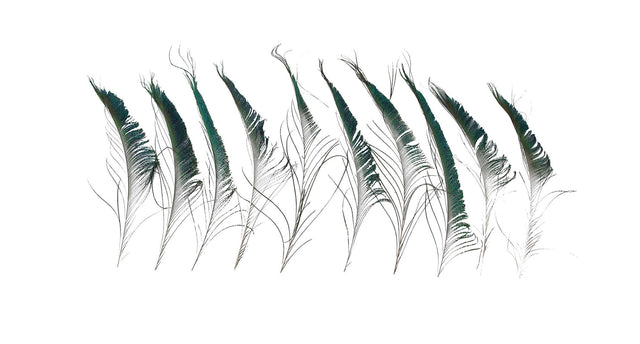 Peacock feather 25-30cm 10pc natural