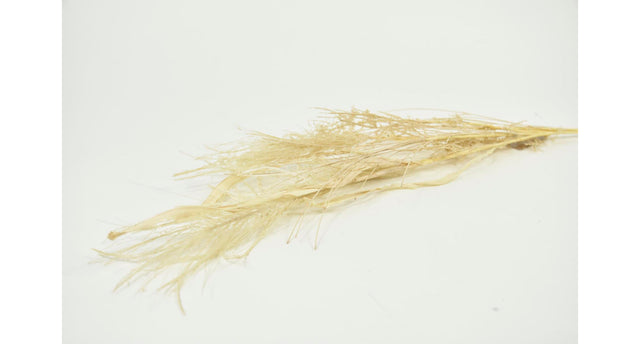 Stem maiden silvergrass 10x10x72cm yellow