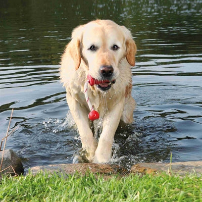 Trixie Dog Activity Mot-Fun Aqua Toy Floating Red Sorti