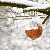 Best for birds coconut filled with fat