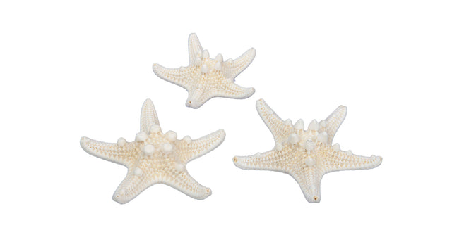 Pb. 24 knobby starfish natural 5-7 cm