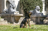 Dog del colletto Morso riciclato Full Metal Dog Brown