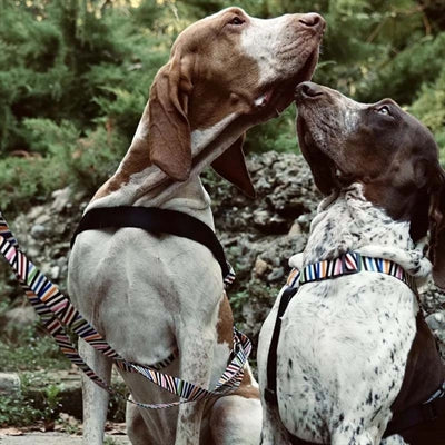 Incidente de espagueti reciclado ajustable del cinturón de perro Morso