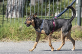 Morso Hond Belg ass fäertbar recycléiertem Kraaftflow schwaarz