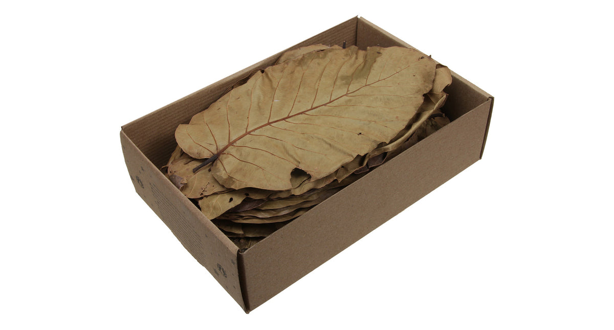 W b. 100 sal leaves natural