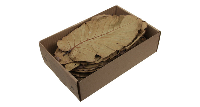 W b. 100 sal leaves natural