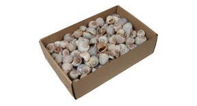 W b. nattai shells natural 500 gr.