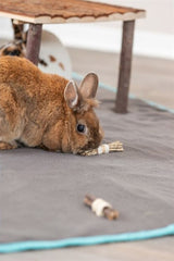 Trixie set sticks with luffa bark wood seagrass