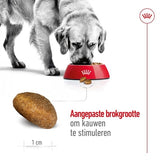 Adulte royal canin canin maxi