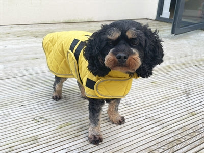 Veste de chien de capuche heureuse va promener moutarde matelassée