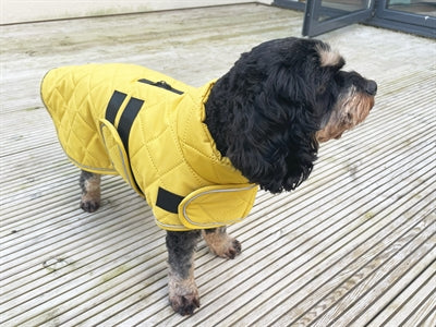 Veste de chien de capuche heureuse va promener moutarde matelassée