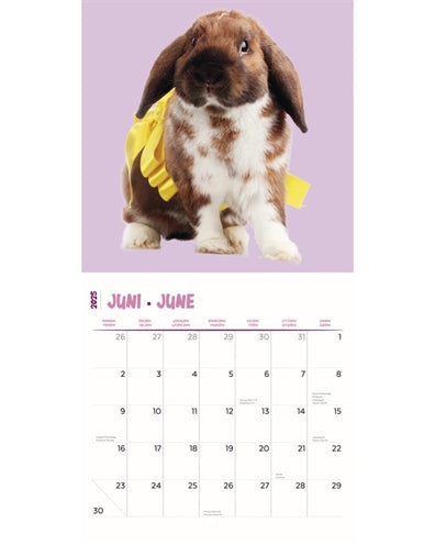 kalender rabbits studio 2025