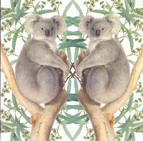 Kaart+envelop koalaberen. 16x16 cm | 6 stuks