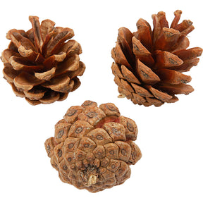 Https: www.cchobby.nl dennenappels-d-40-mm-ca-60-stuk-500-gr-1-doos