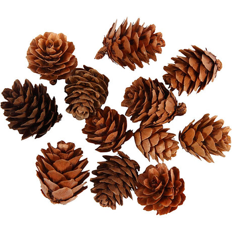 Creativ company https: www.cchobby.nl larikskegels-12-stuk-1-doos
