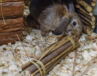 Nature first happy pet willow sticks