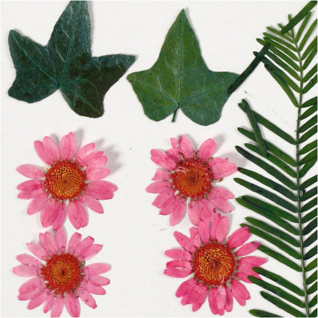 Creativ company gedroogde bloemen en bladeren lichtrood, 19dlg.