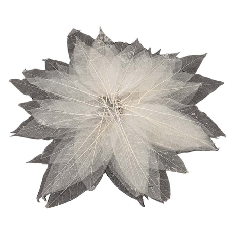 Magnolia bladskeletten, 50st.