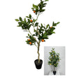 Deco citroen- sinaasappelboom in pot h120cm