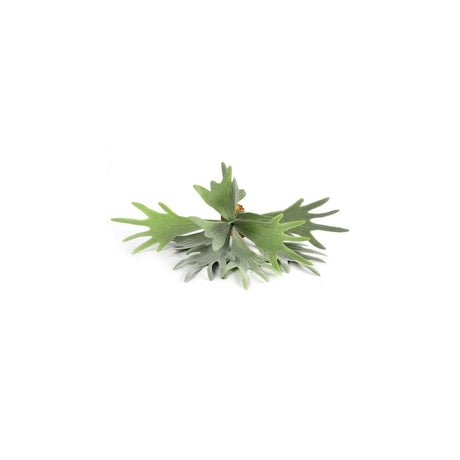 Countryfield kunstplant platycerium groen 10xh63,5cm