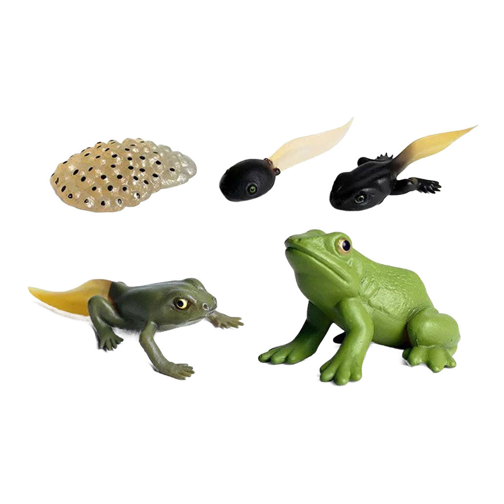 Cycplus Life Cycle Frog Play Figure Set