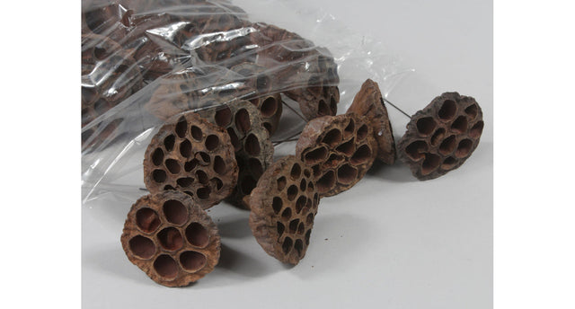 Lotus 3-5cm on wire 10cm natural 100pcs