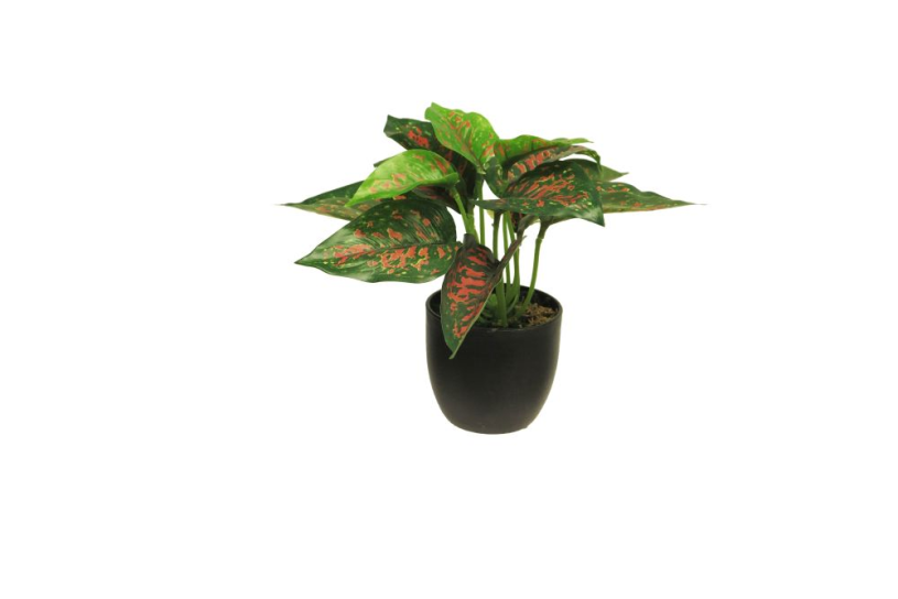 Zijde caladium sunshine rood groen 23cm