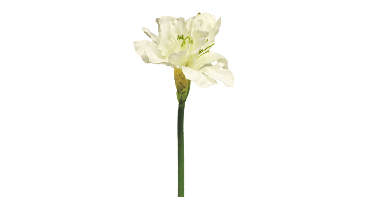 Hippeastrum aline cream 63cm