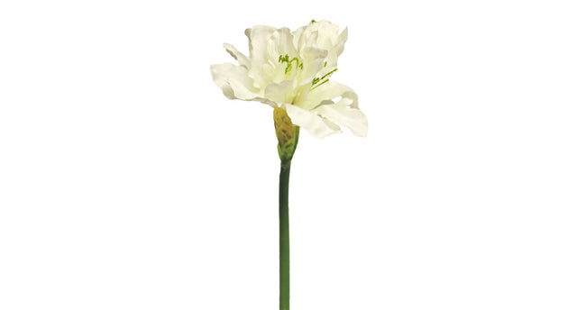 Hippeastrum aline cream 63cm