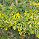 Nature tuinscherm vierkant gaas 5x5 mm 1x3 m groen