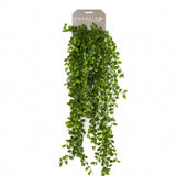 Emerald Emerald Art Plant Climbing Vijg 80 cm