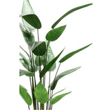 Emerald Emerald Art Plant Heliconia Plant Green 125 cm 419837