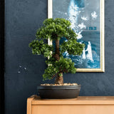 Emerald Emerald Art Plant in Brown Pot Ficus Minibonsai 43 cm