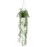 Emerald Emerald Art Plant Hanging In Pot Senecio 70 cm