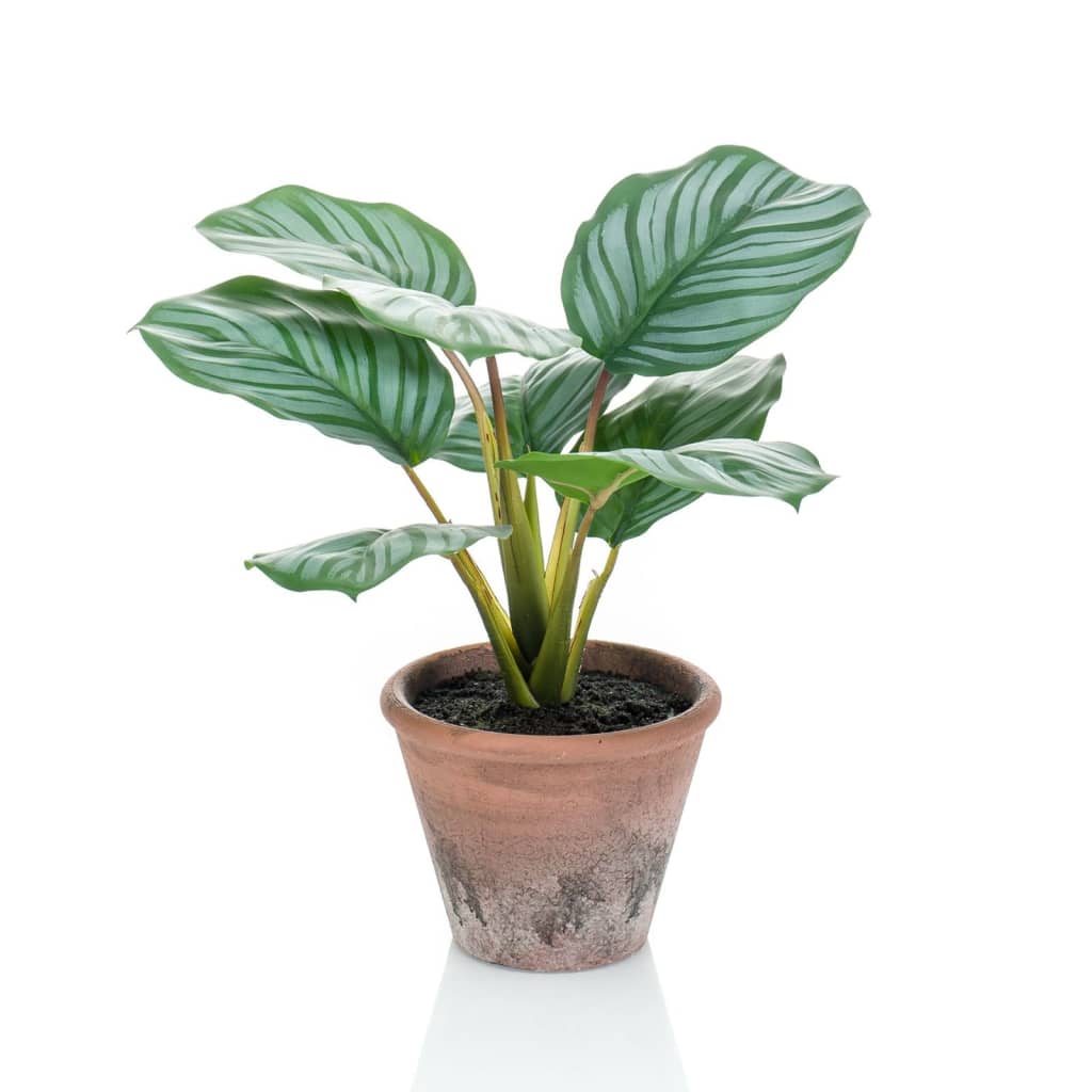 Emerald Emerald Art Plant i Pot Terra Calathea Orbifolia 32 cm