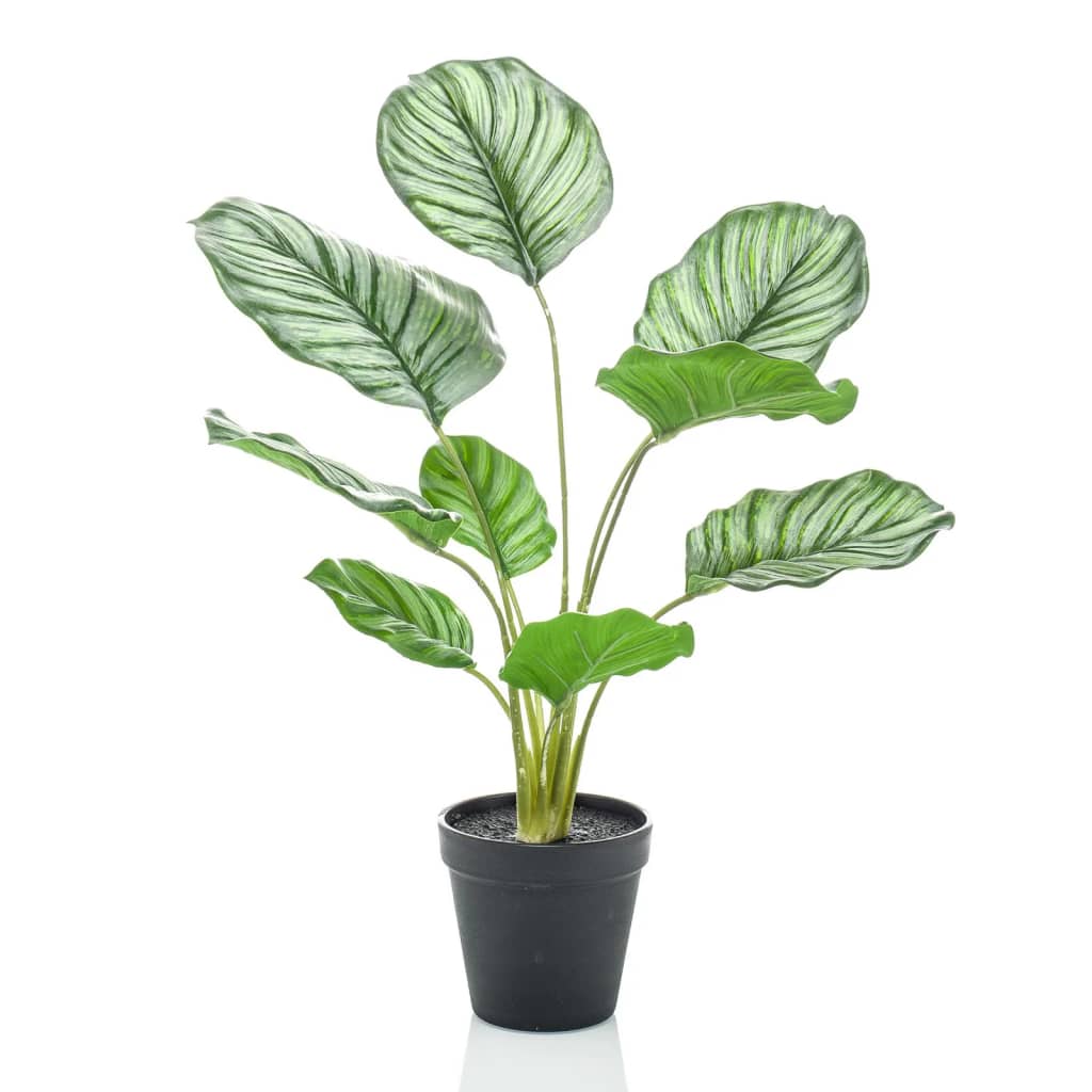 Emerald Emerald Art Plant in Pot Calathea Orbifolia 45 cm