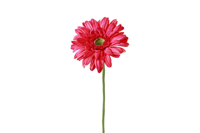 Countryfield kunstbloem gerbera leanne lila 8x8x63cm