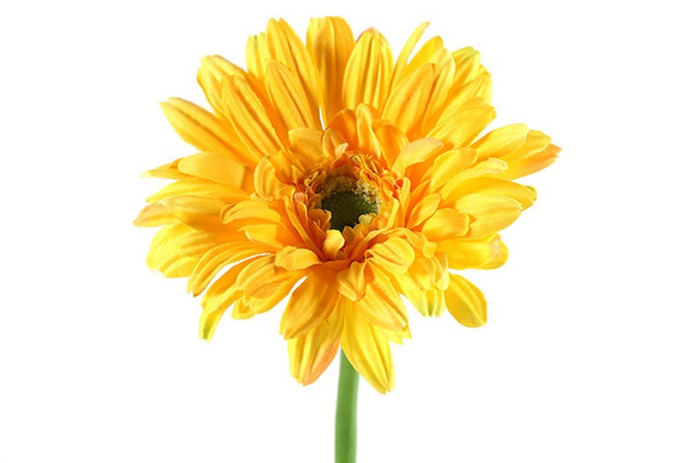 Countryfield kunstbloem gerbera leanne geel 64cm