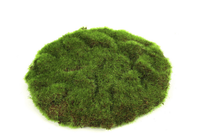 Countryfield mosschijf marchantiophyta s groen 22x22x2cm