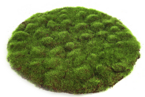 Countryfield mosschijf marchantiophyta l groen 30x30x2cm