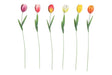 Countryfield tuinsteker tulipa veelkleurig 10x6xh60cm