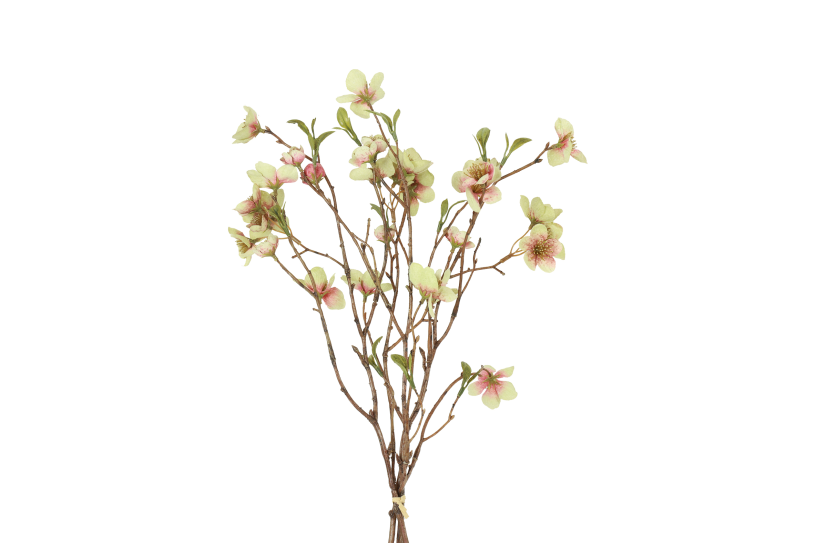 Countryfield bundel helleborus s 7x30x56cm - groen