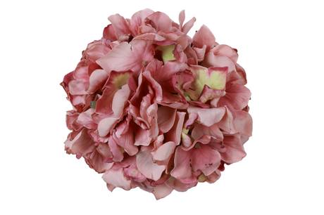 Countryfield bloem hydrangea grandy s 10x10x10cm - mauve