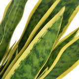 Vidaxl Art sanseveria rastlina z loncem 90 cm zelena