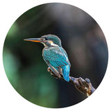 Wallart Wallart Wallow Circle the Kingfisher 142,5 cm