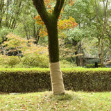 Vidaxl juterol 1x15 m 100% jute 200 g m²