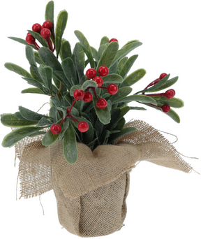 Plant rode bessen in jute pot 23cm